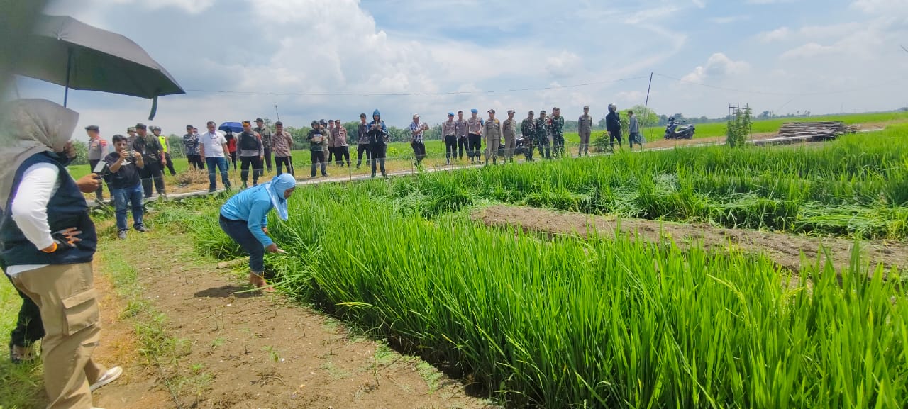 EKSEKUSI &ndash; Pekerja sedang membabat tanaman padi dengan dikawal puluhan anggota Polres Grobogan dalam eksekusi dari PN Purwodadi atas tanah sertifikat hak milik di Desa Kandangrejo, Kecamata Klambu, Ka