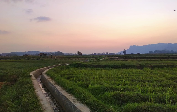 Hamparan sawah di Desa Todanan, Blora, mengalami kerusakan akibat serangan hama tikus yang semakin parah sejak awal musim tanam padi.