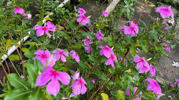 unga tapak dara (Catharanthus roseus) tumbuh di pekarangan, dikenal sebagai tanaman hias yang juga memiliki khasiat obat herbal.