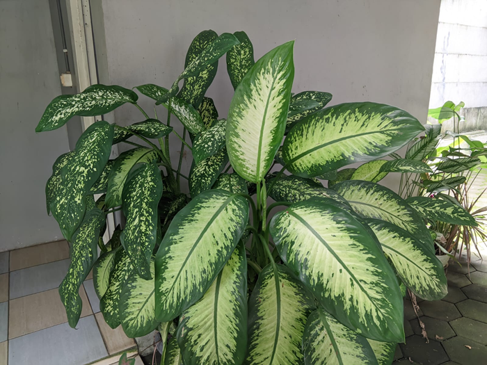 Tanaman Dieffenbachia menghiasi halaman.