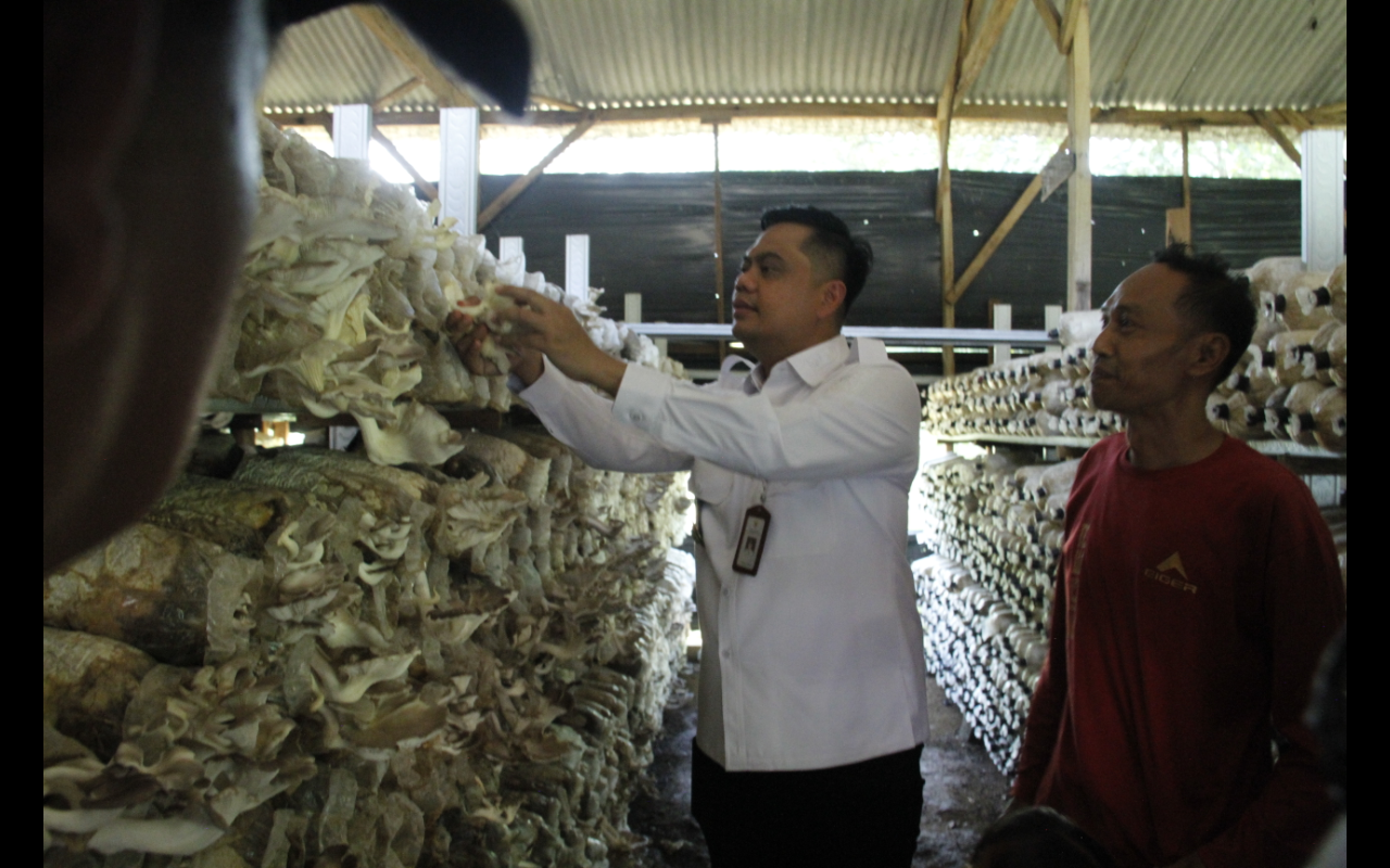 ANTUSIAS: Bupati Jepara Witiarso Utomo memanen jamur di Desa Kaligarang beberapa waktu lalu.