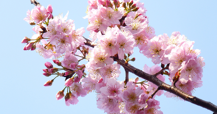 Bunga sakura mekar Foto: Freepik.com