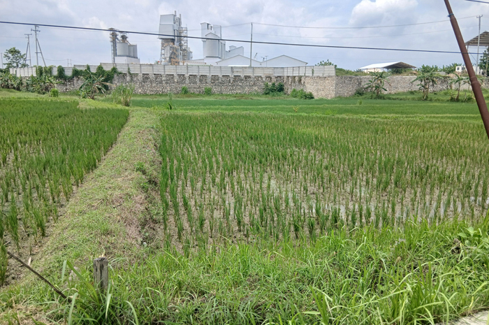 RUSAK: Tanaman padi di Blora yang rusak lantaran serangan tikus.