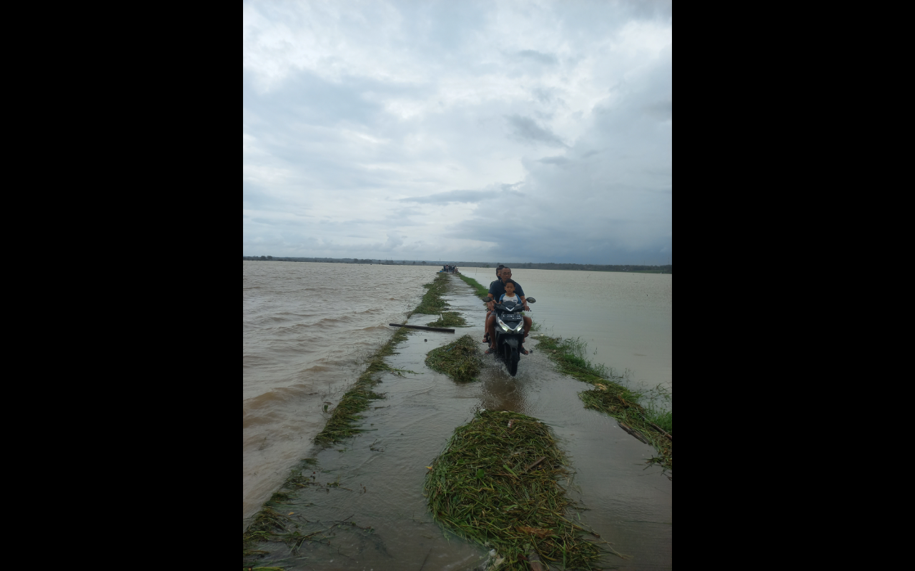 TERENDAM: Berhektar-hektar sawah di Desa Batukali Kecamatan Kalinyamatan terendam banjir Kamis (15/1).