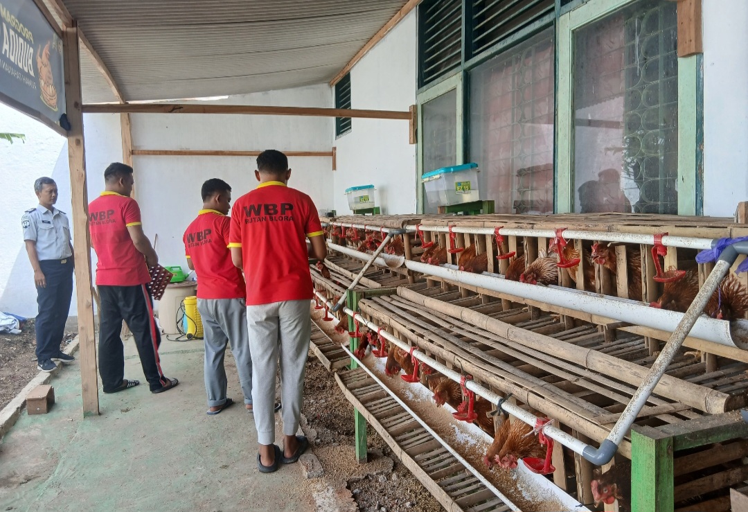 ANTUSIAS: Warga binaan Rumah Tahanan Negara (Rutan) Kelas IIB Blora saat memberikan makan ayam petelur.