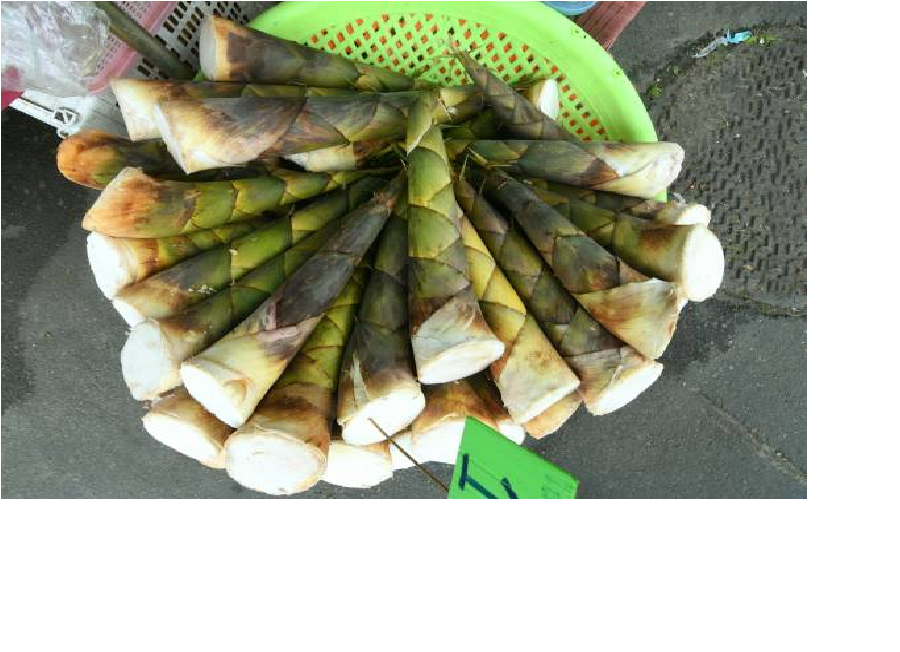 ilustrasi rebung (adisakmitrprayoon)