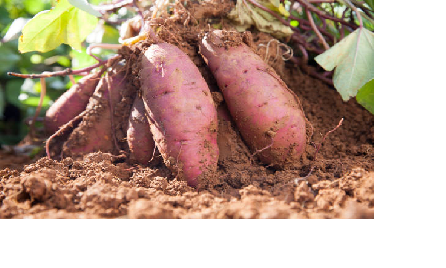 Ilustrasi ubi (foto:okugawa)