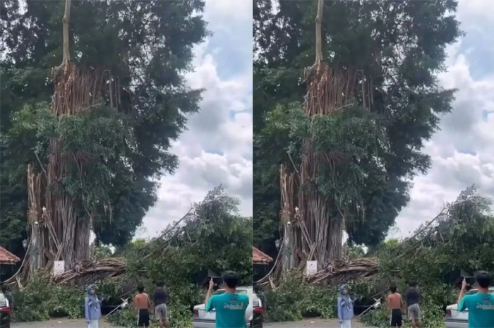 Pohon beringin berusia lebih dari 100 tahun di kawasan Masjid Gede Mataram, Kotagede, Yogyakarta, kembali tumbang pada Selasa (11/2/2026) siang pukul 14.23 WIB. (x.com/@merapi_uncover)
