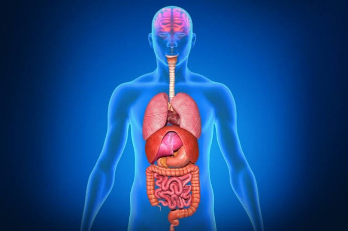 Ilustrasi organ tubuh manusia