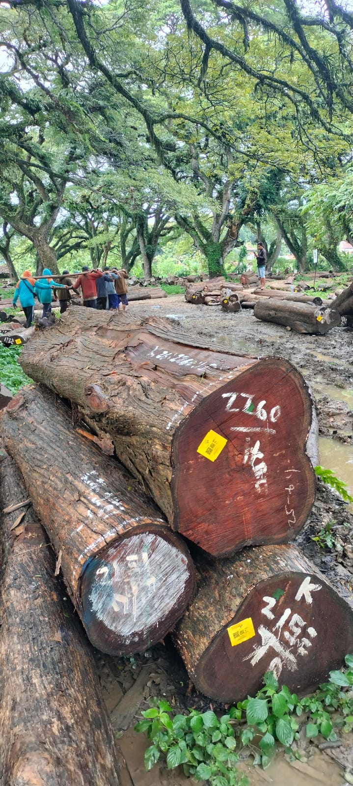 DOK. RADAR KUDUS AKTIVITAS PERKAYUAN: Sejumlah pekerja di TPK tampak mengangut kayu pesanan baru-baru ini