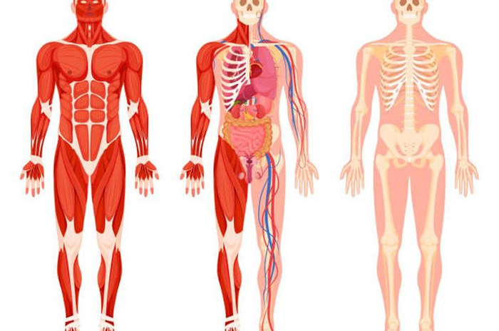 Ilustrasi sistem organ pada tubuh manusia.(iStockphoto/VikiVector)