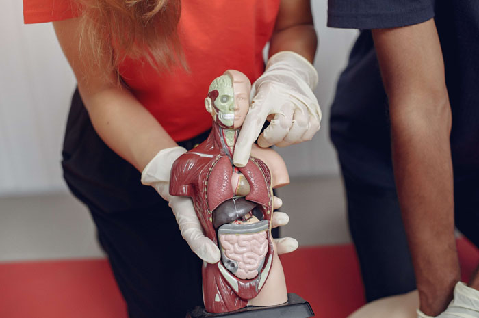 Ilustrasi organ tubuh manusia 