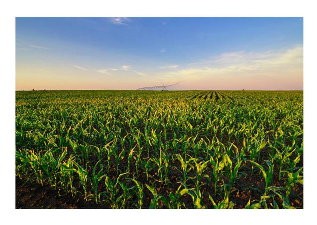 Ilustrasi musik kemarau (Foto: ist)