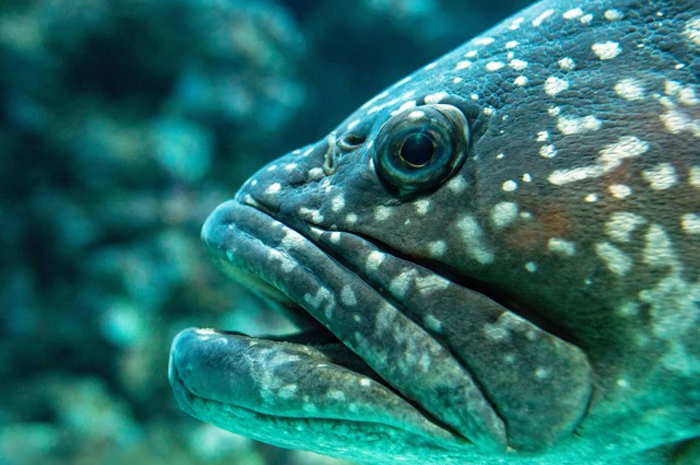 Ilustrasi ikan hias predator air laut,