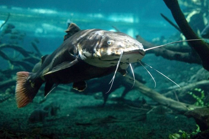 Ilustrasi ikan lele. (Foto: Unsplash/Laura Espa&ntilde;a)