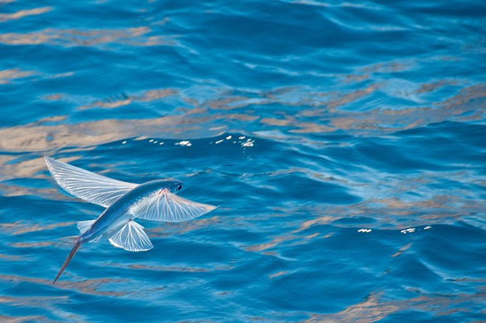 Ikan terbang atau flying fish.(Shutterstock/Daniel Huebner)