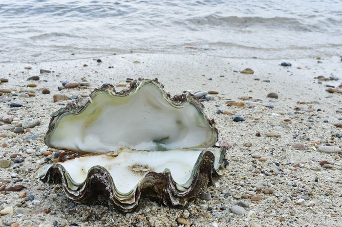 Ilustrasi kerang raksasa.(SHUTTERSTOCK)
