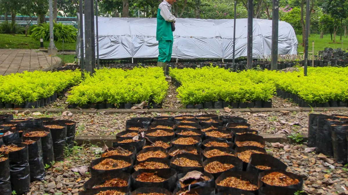 UNTUK KONSERVASI: Petugas melintas di dekat tanaman untuk koservasi di PPT Djarum Oasis.