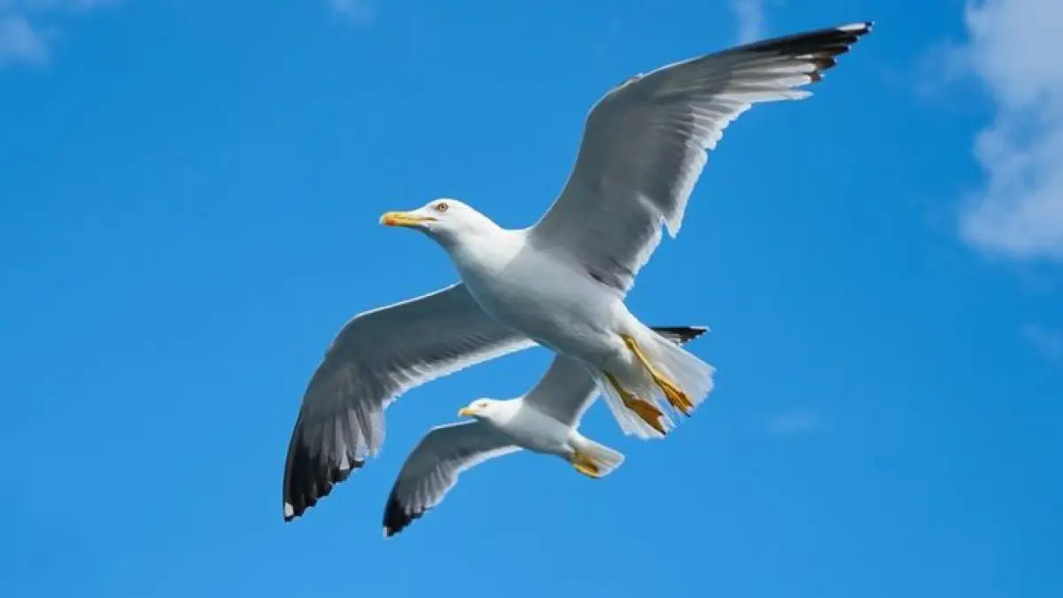 Ilustrasi burung terbang (engin akyurt/unsplash)