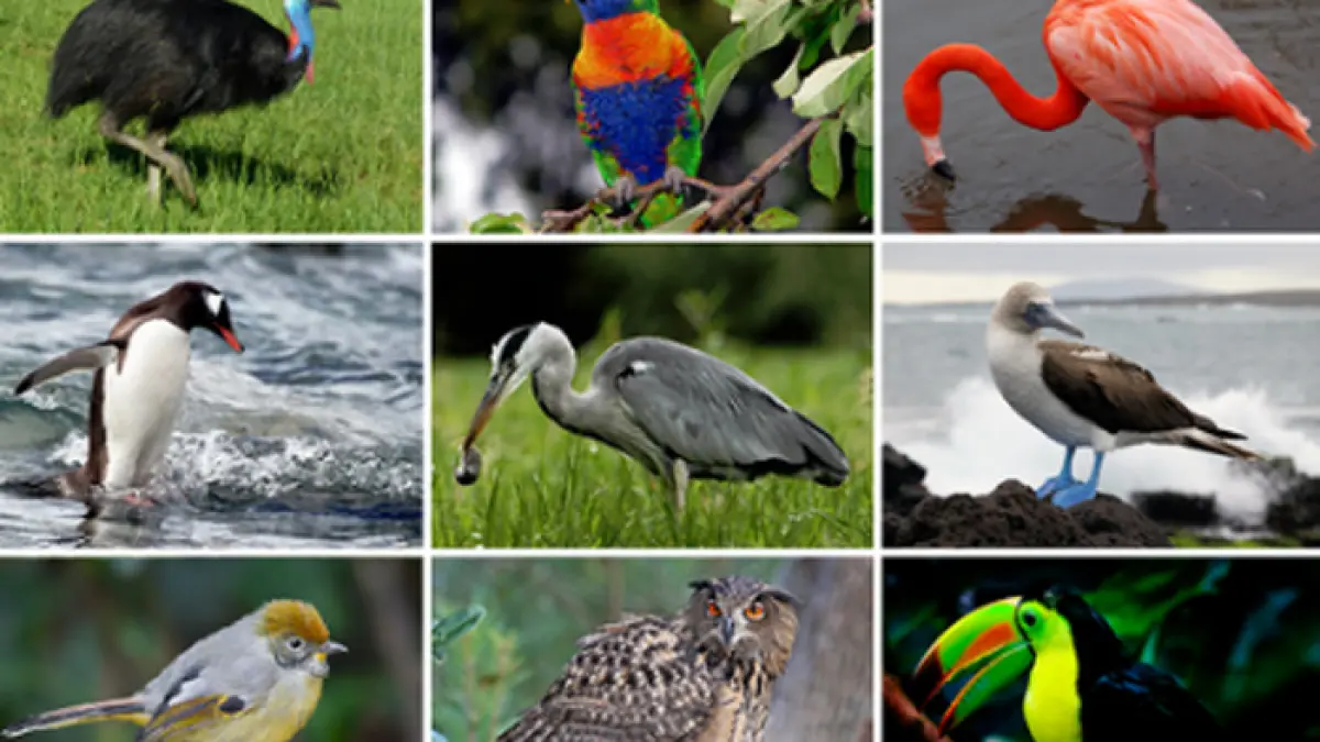 Ilustrasi berbagai jenis burung (wikipedia)