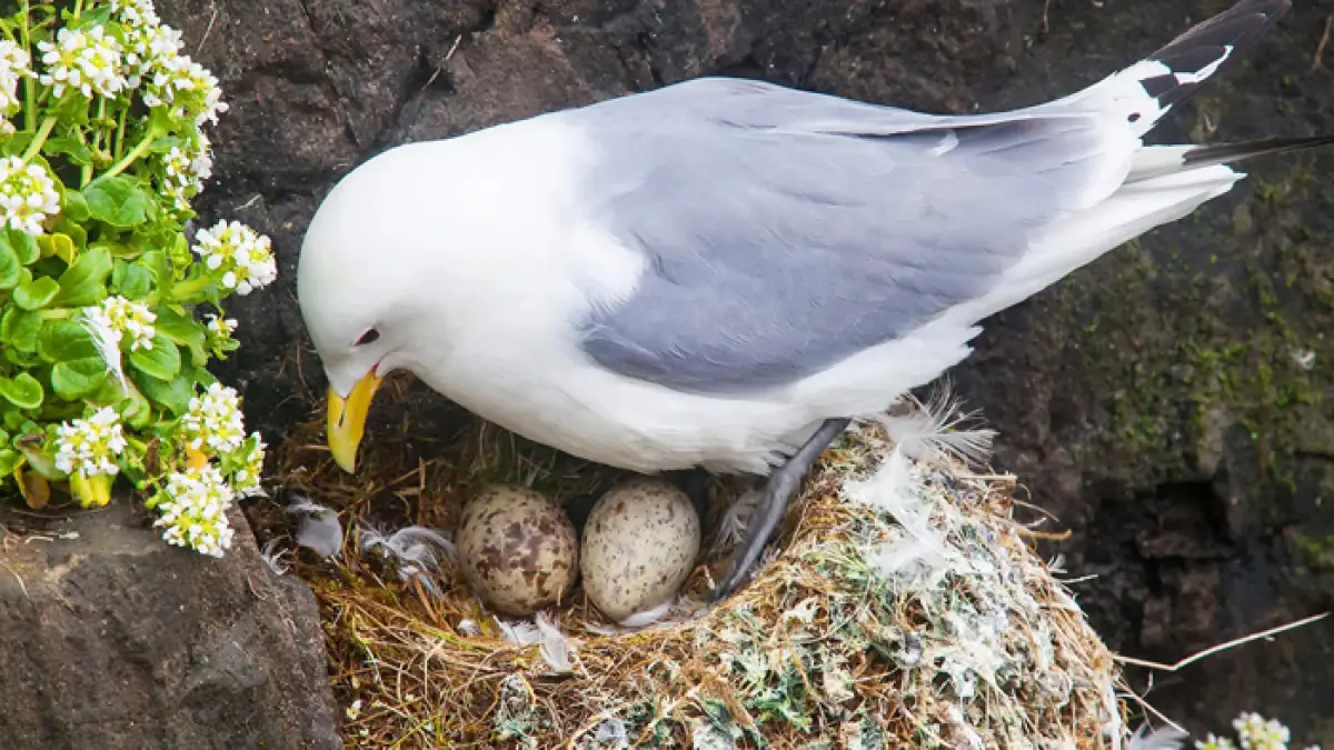 Ilustrasi burung bertelur (birdfact.com)