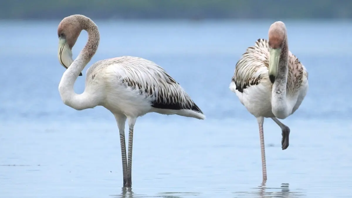 Ilustrasi burung flamingo (wikipedia)