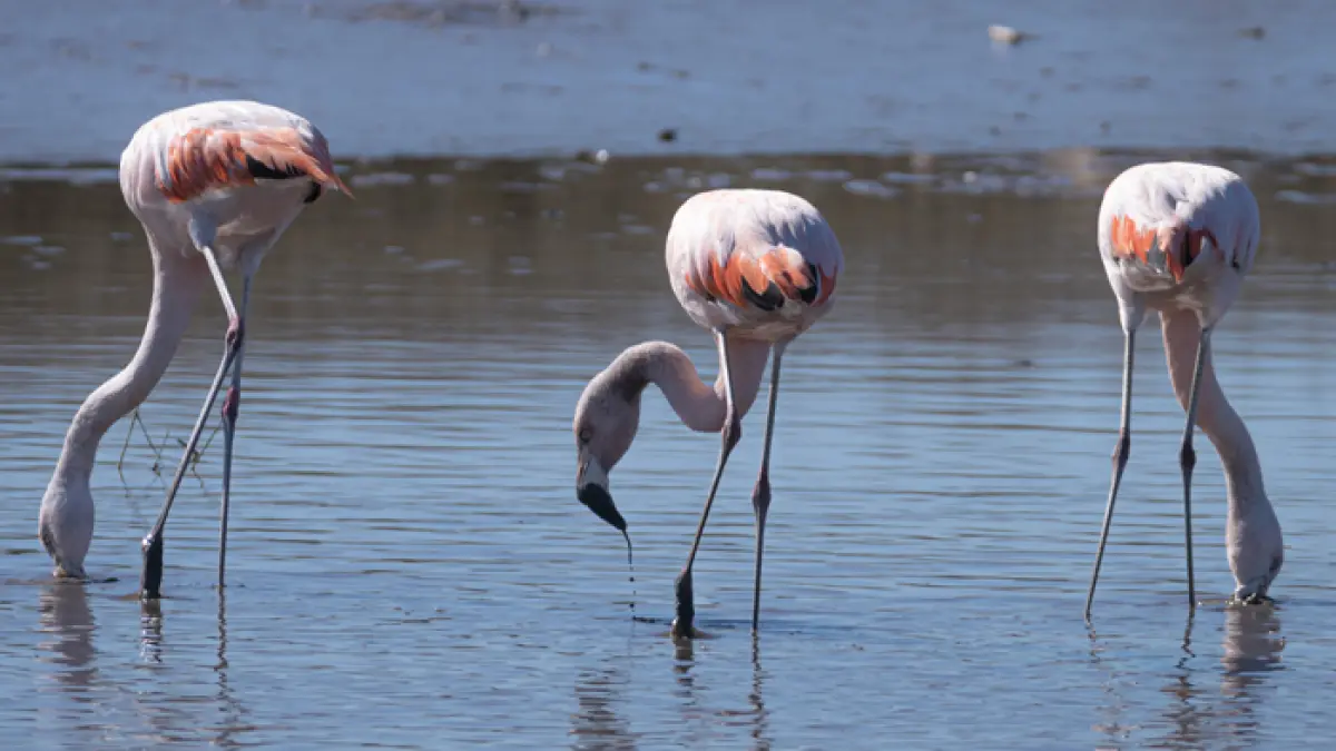 Ilustrasi burung flamingos (pixabay)