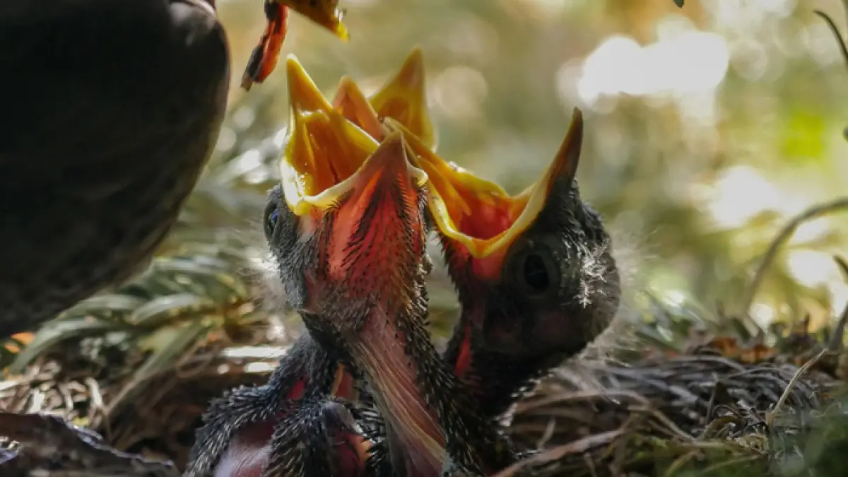 Ilustrasi burung memberi makan anaknya (pixabay)