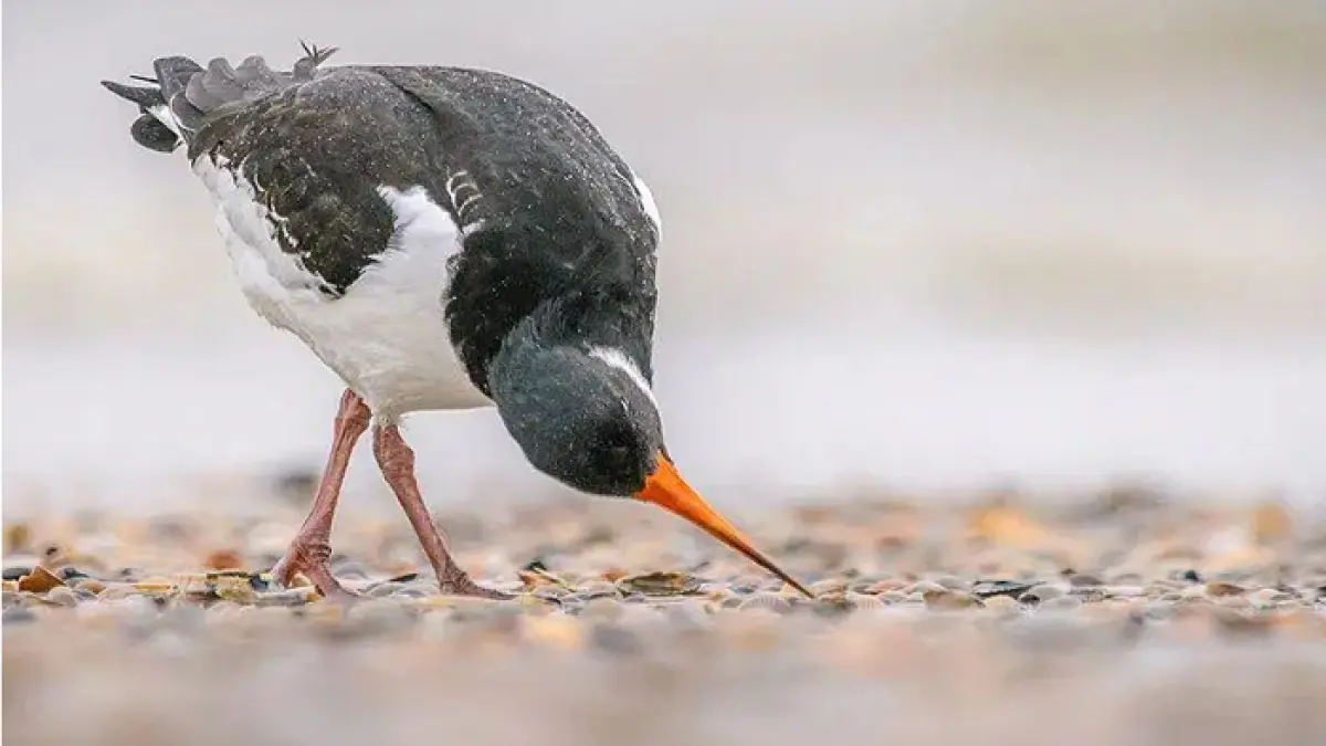 Ilustrasi burung mencari makan di pantai. (commons.wikimedia.org/Stephan Sprinz)