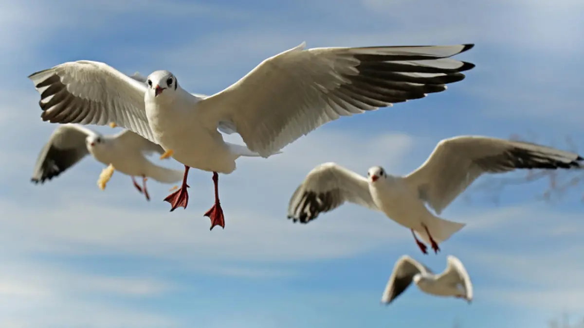 Ilustrasi burung terbang (pixabay)