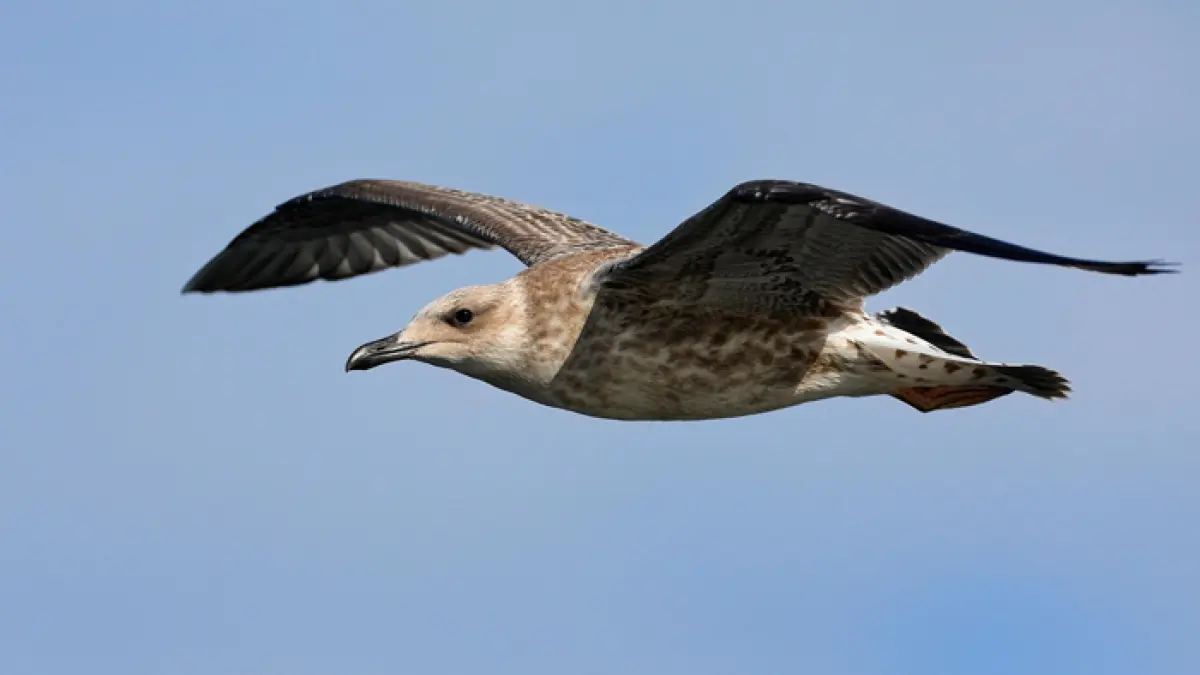 Ilustrasi burung terbang (pixabay)