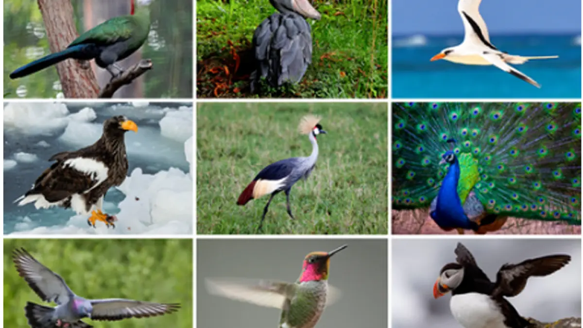 Ilustrasi burung (wikipedia)