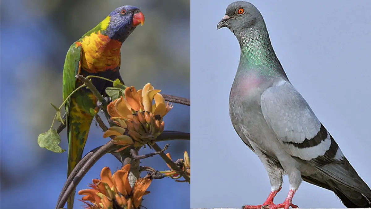 Ilustrasi burung (wikipedia)