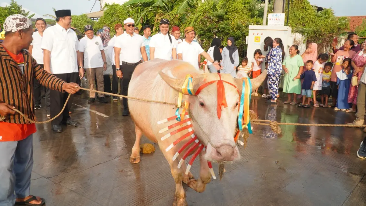 MERIAH: Kerbau  bule diarak Forkopimda Jepara disaksikan ribuan warga dalam rangkaian Pesta Lomban, Jumat (27/3). 