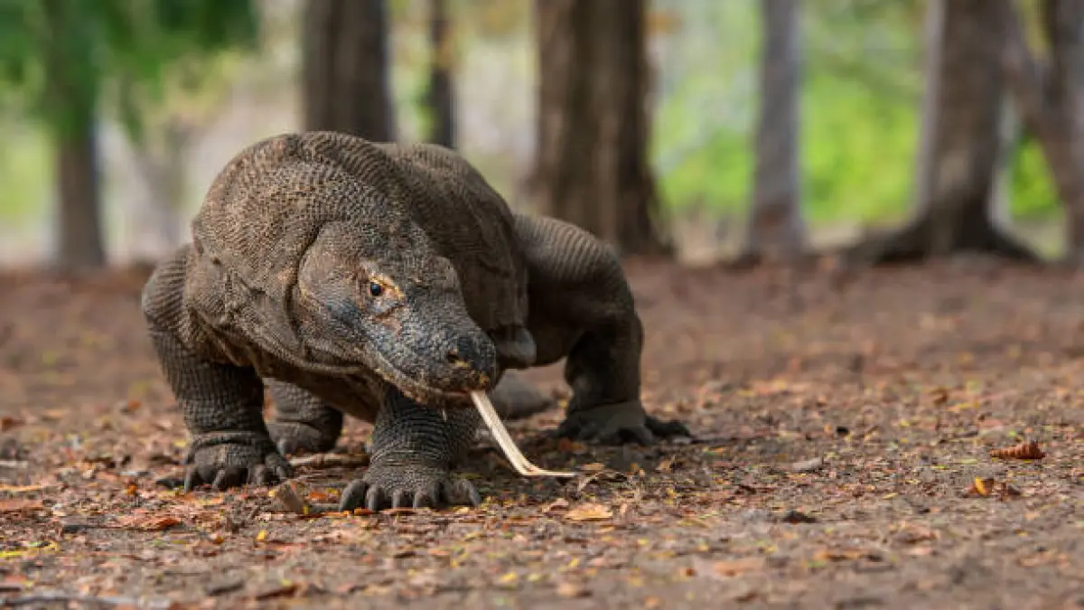 Ilustrasi komodo (Foto: Istock)