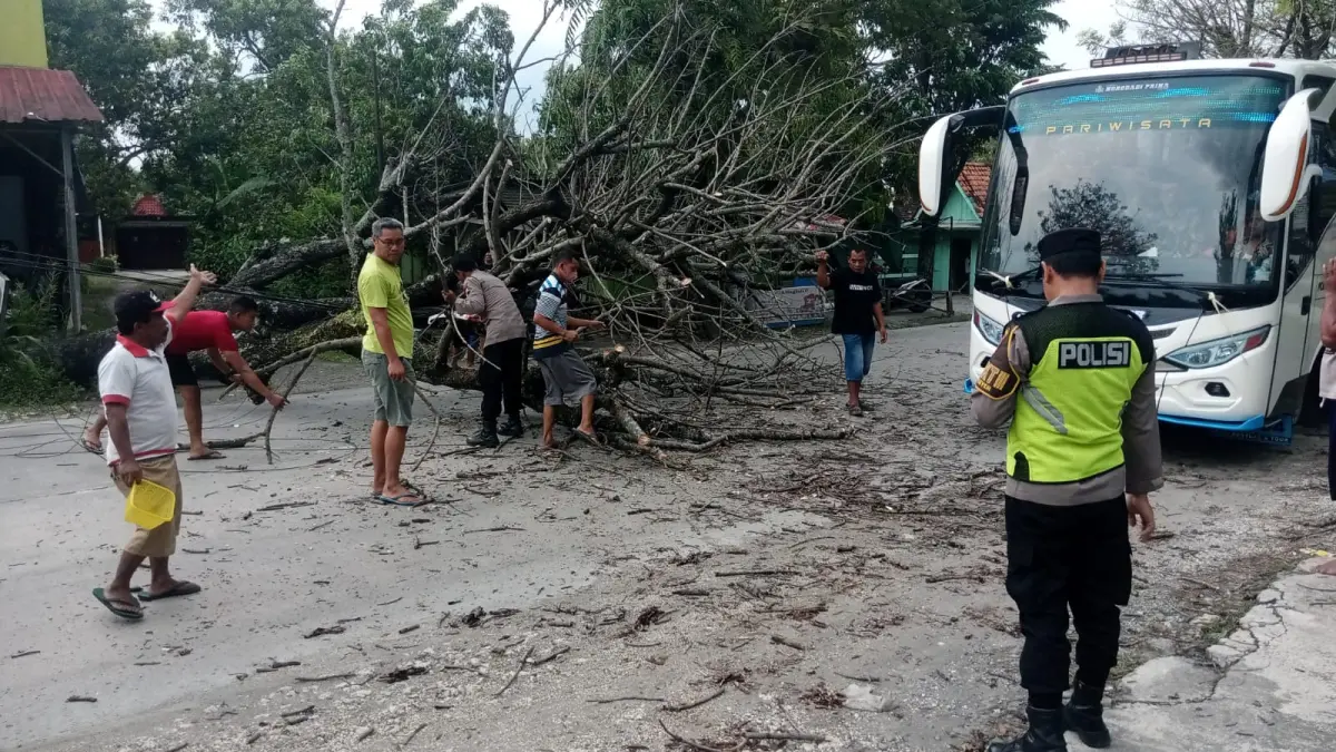 AMBRUK: Kondisi pohon angsana di Jalan Purwodadi-Solo ambruk timpa pengendara motor. (Polsek Geyer untuk Radar Kudus)