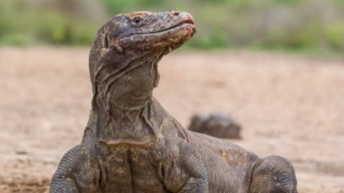 Indonesia Resmi Pinjamkan Komodo ke Jepang untuk Program Konservasi Global (@brushcoo)