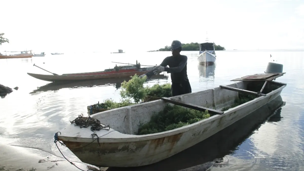 TELATEN: Nelayan rumput laut di Mrican, Kemujan, Karimunjawa tengah panen. (FIKRI THOHARUDIN/RADAR KUDUS)
