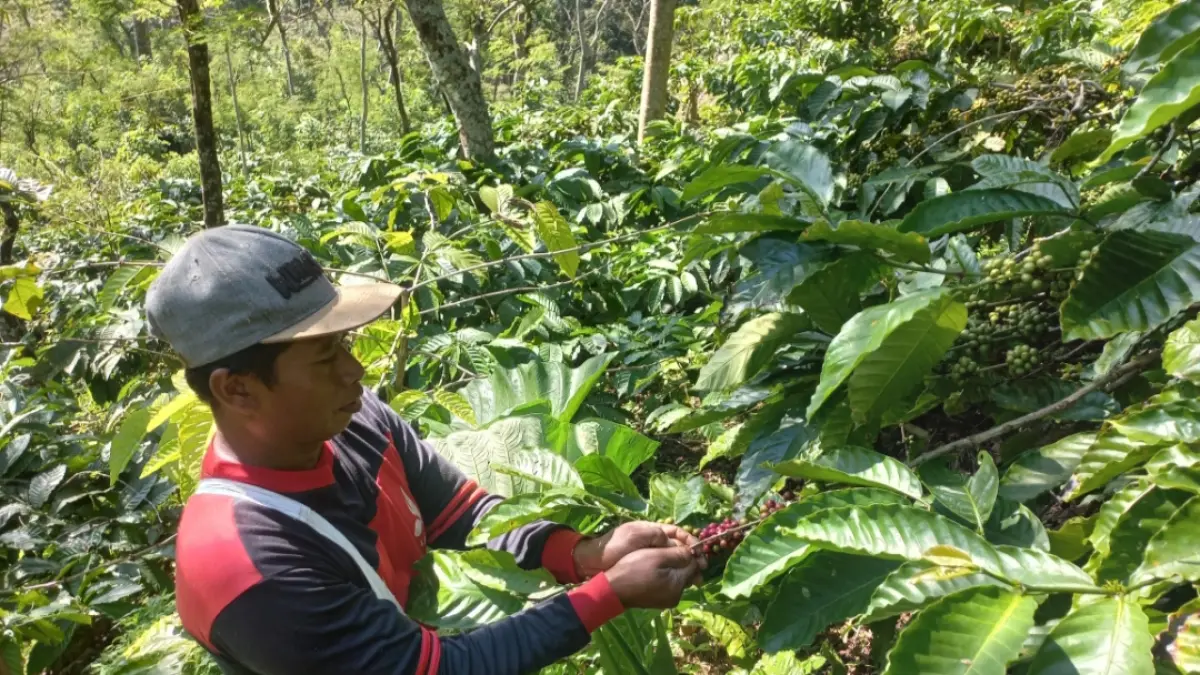 MELIMPAH: Petani kopi Tempur panen di kebun. 