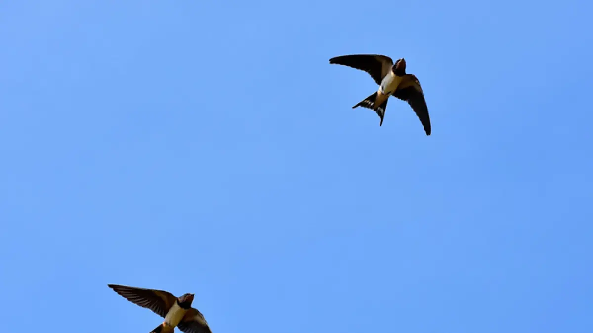 Ilustrasi burung layang-layang (pixabay)&nbsp;

&nbsp;