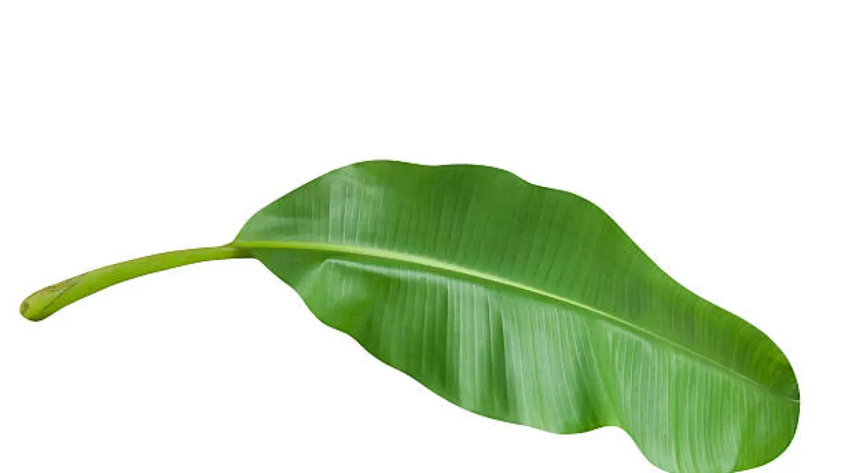 Ilustrasi daun pisang 