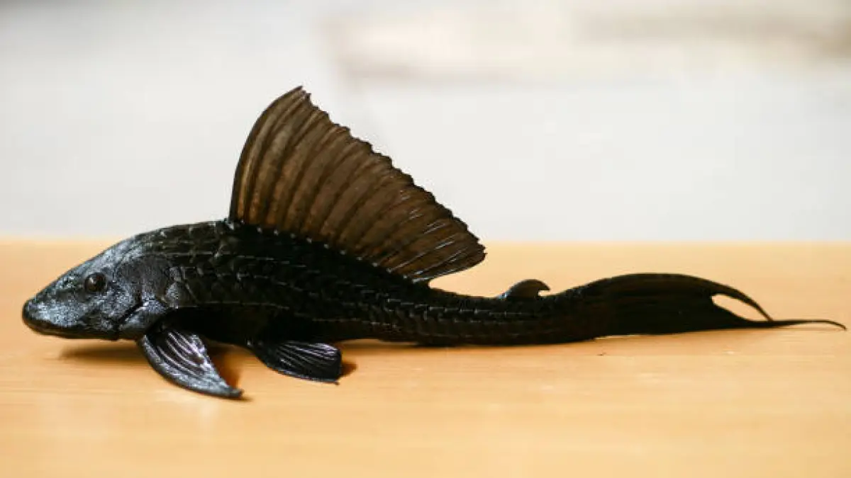 Ilustrasi ikan sapu-sapu 