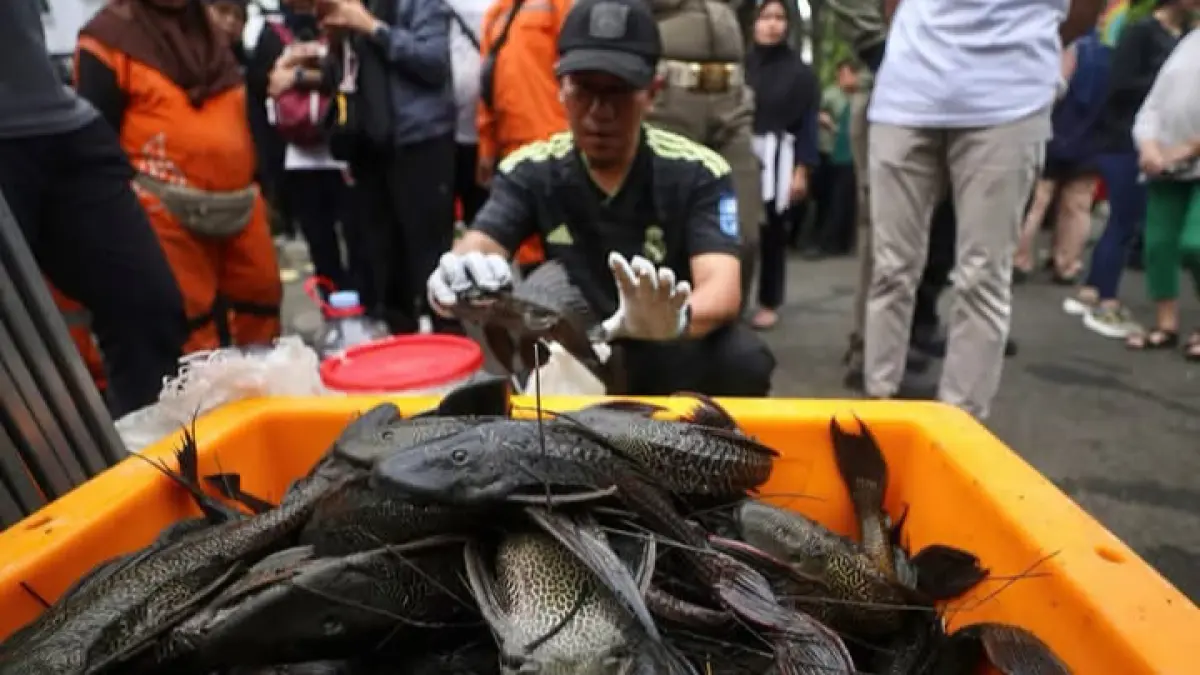 MUI Kritik Metode Penguburan Hidup-Hidup Ikan Sapu-Sapu di Jakarta (@brushcoo?