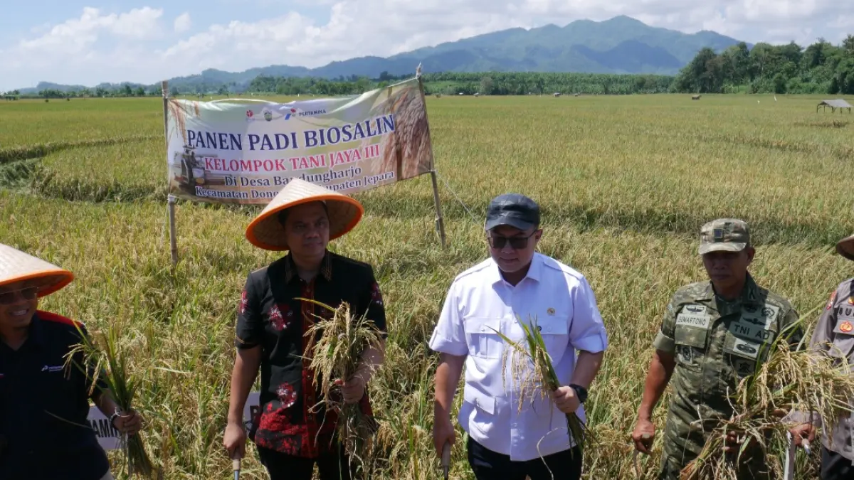 UNGGUL: Kepala BRIN Arif Satria didampingi Bupati Jepara Witiarso Utomo dan jajaran memanen padi biosalin di Desa Bandungharjo pada Jumat (24/4).