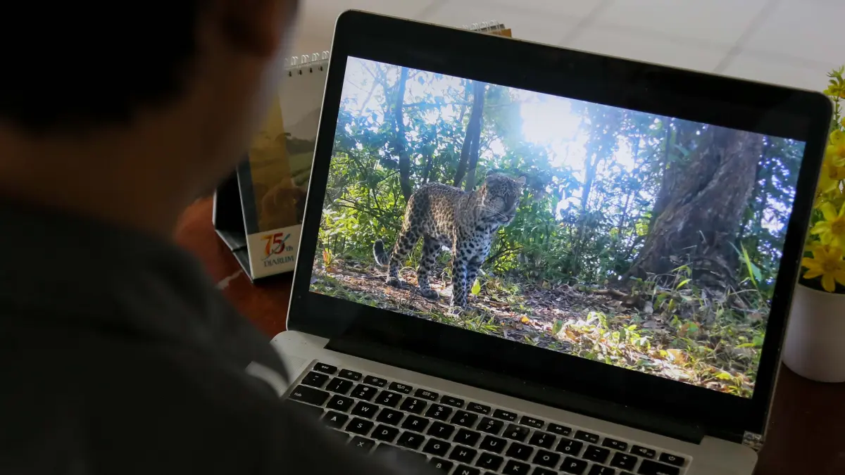 Anggota Peka Muria melihat aktivitas macan tutul dari hasil perekaman kamera trap di Desa Colo, Kudus, Jawa Tengah, Sabtu (24/5/2026).