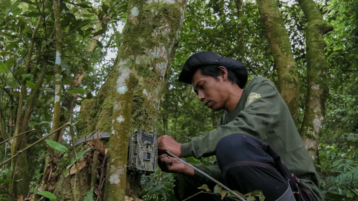 Aprilianto Rahayu memasang kamera trap untuk memantau aktivitas satwa macan tutul di hutan Pegunungan Muria, Desa Colo, Kudus, Jawa Tengah, Sabtu (24/5/2026).