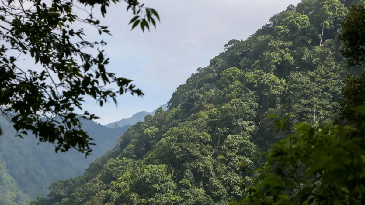 Kawasan hutan Muria yang masih dilindung saat ini berkisar 2 ribu hektar dari 11 ribu hektar terlihat dari Desa Colo, Kudus, Jawa Tengah, Sabtu (24/5/2026).