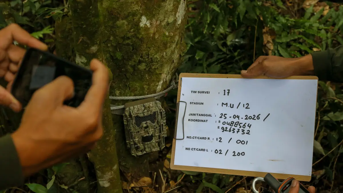 Relawan mencatat titik koordinat peletakan kamera trap untuk memantau aktivitas satwa macan tutul di hutan Pegunungan Muria, Desa Colo, Kudus, Jawa Tengah, Sabtu (24/5/2026).