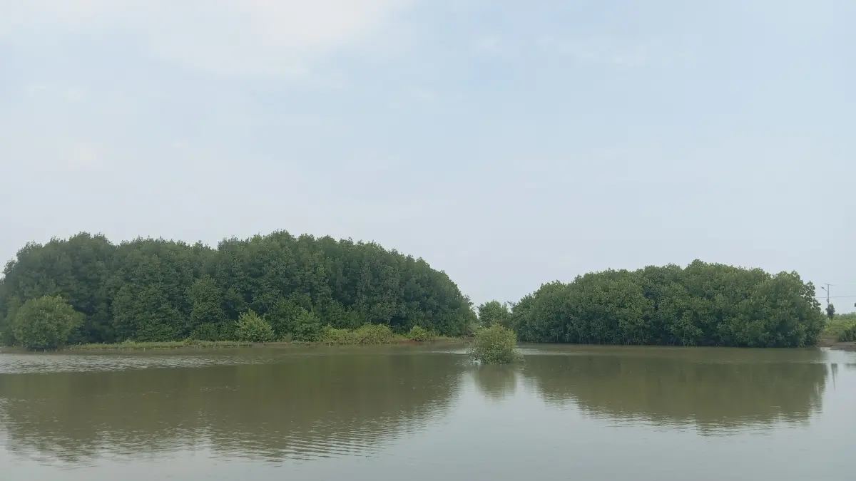 PENAHAN ABRASI: Kawasan mangrove di Desa Tanggultlare, Kedung. 