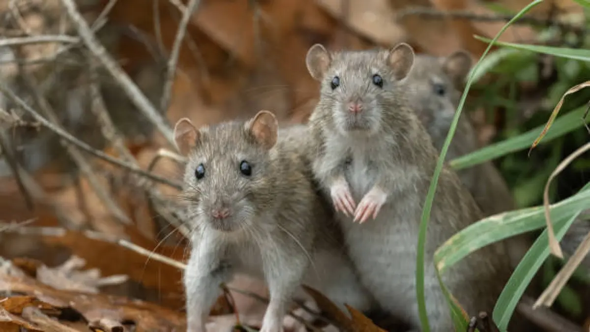 Ilustrasi tikus (Foto: IStock) 
